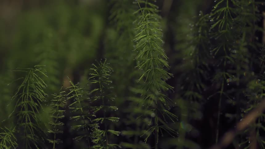 A close up of some green sprouts