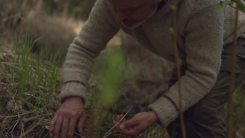 A man walking through the woods picking wild berries
