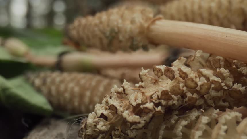 A very closeup shot reveals the detailed texture of horsetail plant spore cones and stems with green leaves blurred in the background