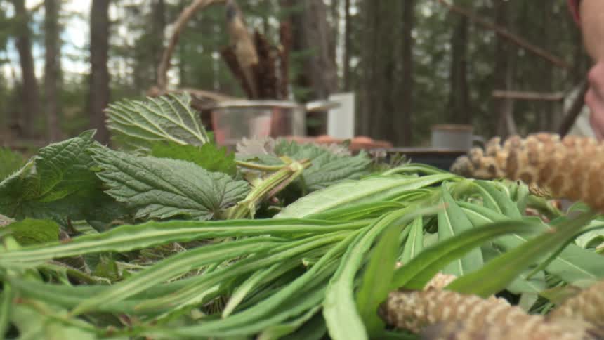 A person is harvesting from buds that have leaves on them