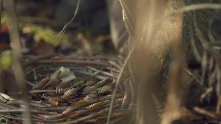 A woven basket filled with freshly foraged horsetail shoots rests on the forest floor near the base of a tree