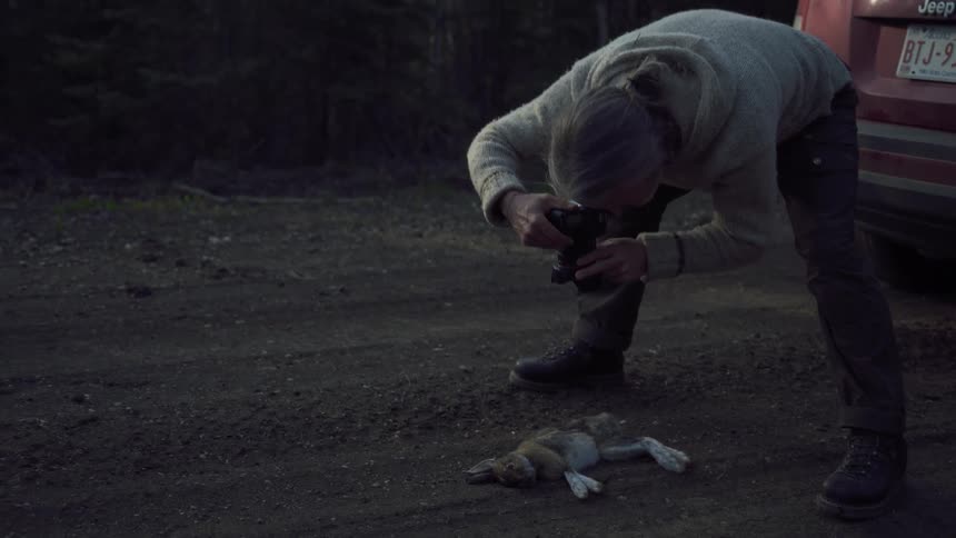 Photographer bends down next to his parked car to take a picture of a dead rabbit during the daytime
