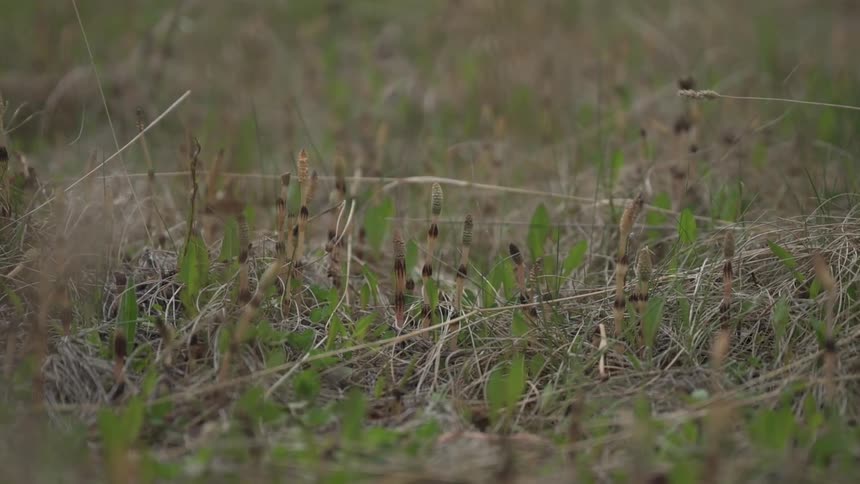 A closeup shot captures small young plants sprouting from the earth amidst dry and green grasses in a field