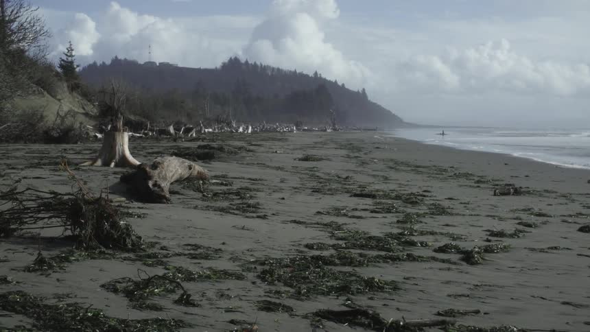 Driftwood on a beach
