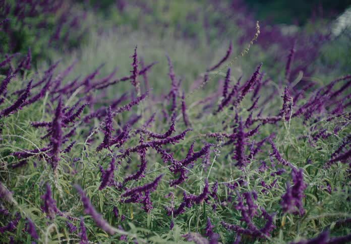 Numerous stalks of vibrant purple mexican bush sage flowers sway gently amidst their silverygreen foliage
