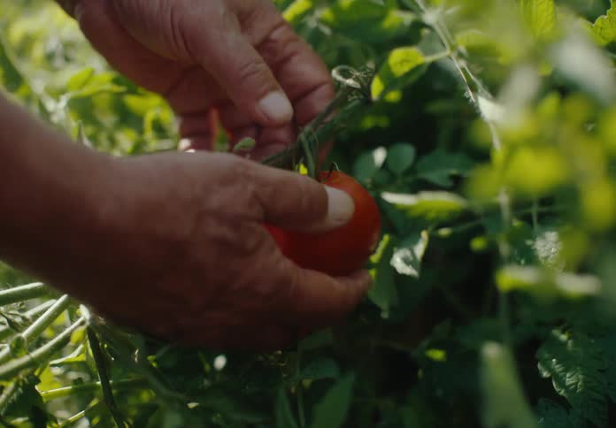 A farmer picks a tomato in the crops