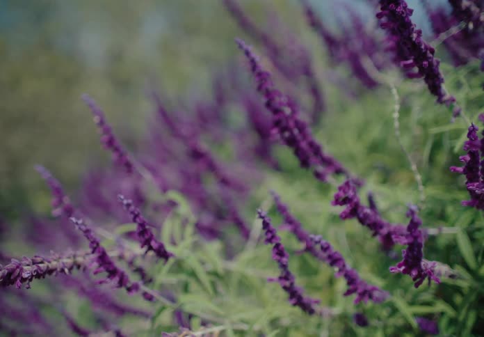 Numerous stalks of vibrant purple mexican bush sage flowers sway gently in the wind