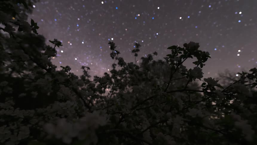 White apple blossoms on tree branches are silhouetted against a twilight sky dotted with stars
