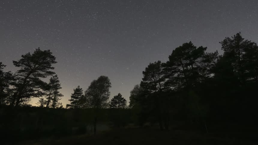 Silhouetted trees stand against a night sky filled with numerous stars