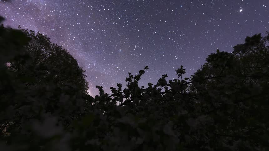 Apple blossoms in the foreground and the sky getting dark and starry and then dawning