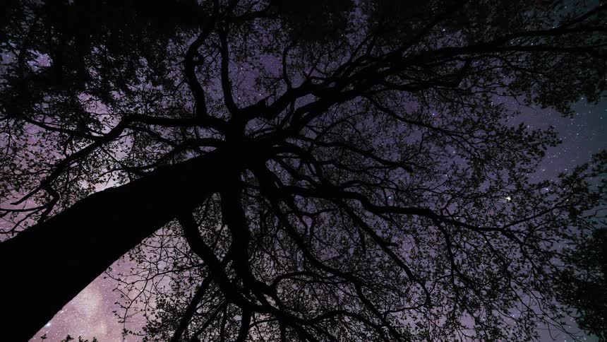 View up a tree against the sky that is getting dark with stars and then dawning