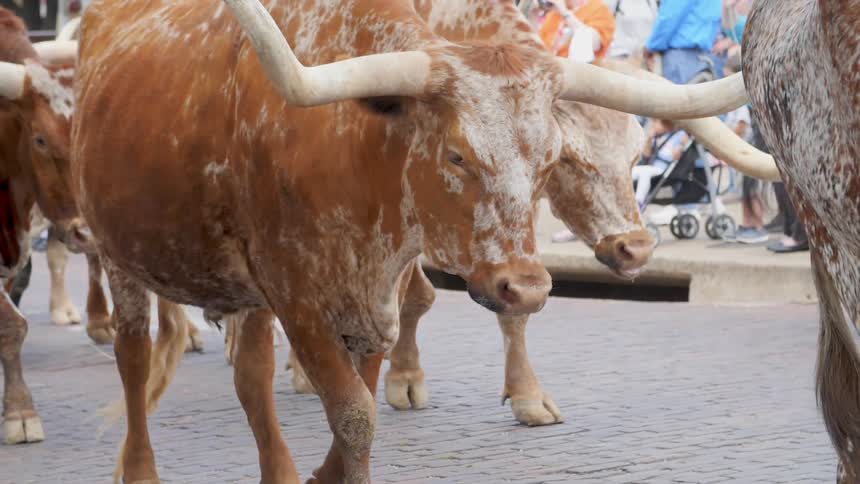 Bulls walk down a cobblestone street