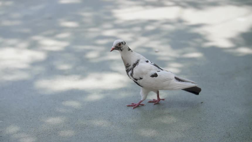 A spotted black and white bird walks on a sidewalk
