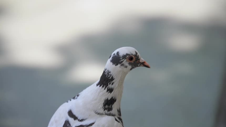 A black and white bird looks around