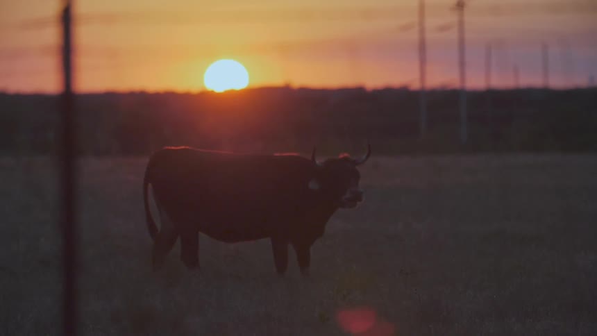 A cow grazes at sunset