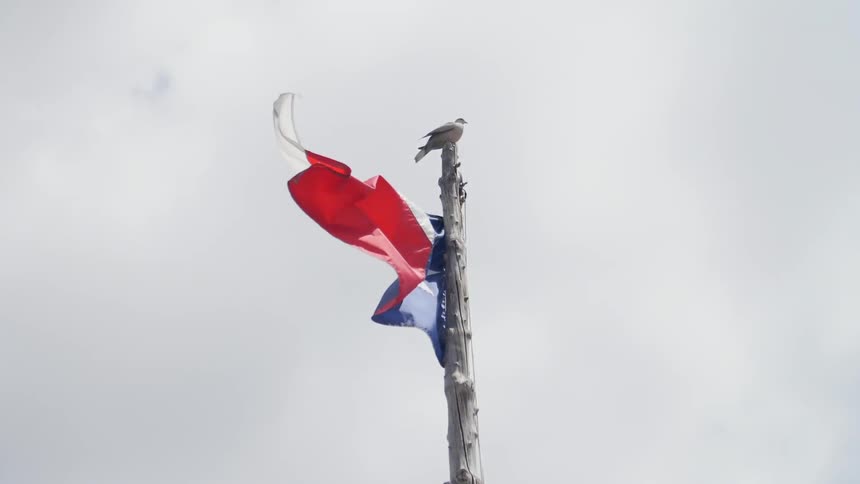 A bird sits on a wooden flag pole