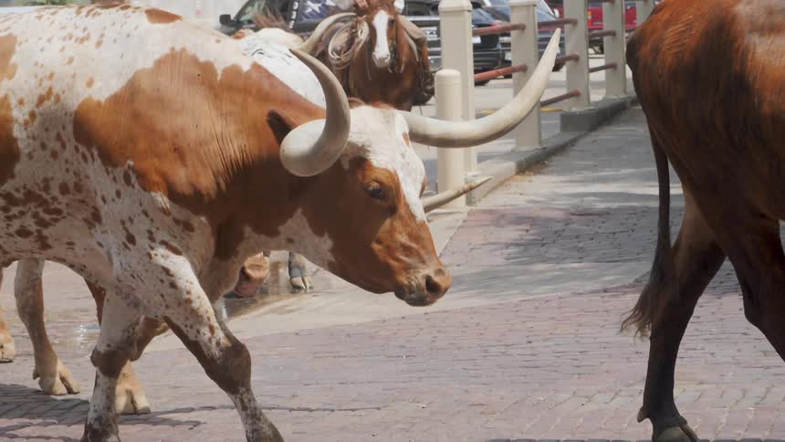 Steers being guided down city street