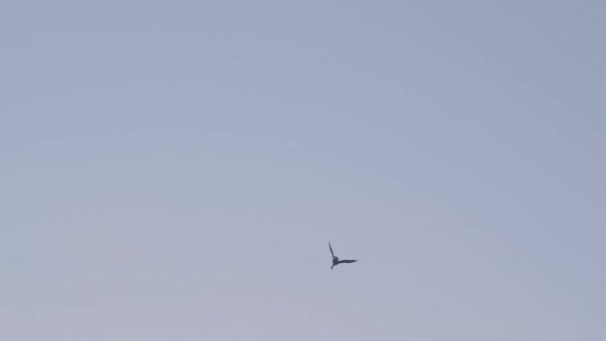A bird flying in a cloudy sky