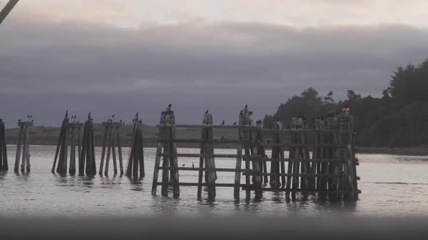 A group of birds perches on weathered wooden pier structures in a calm coastal inlet at dusk