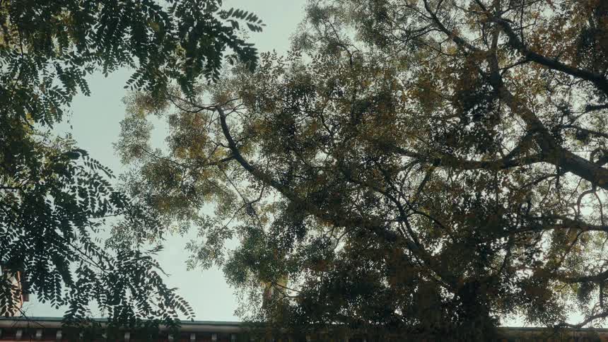 Leafy tree branches form a calm canopy against a pale sky