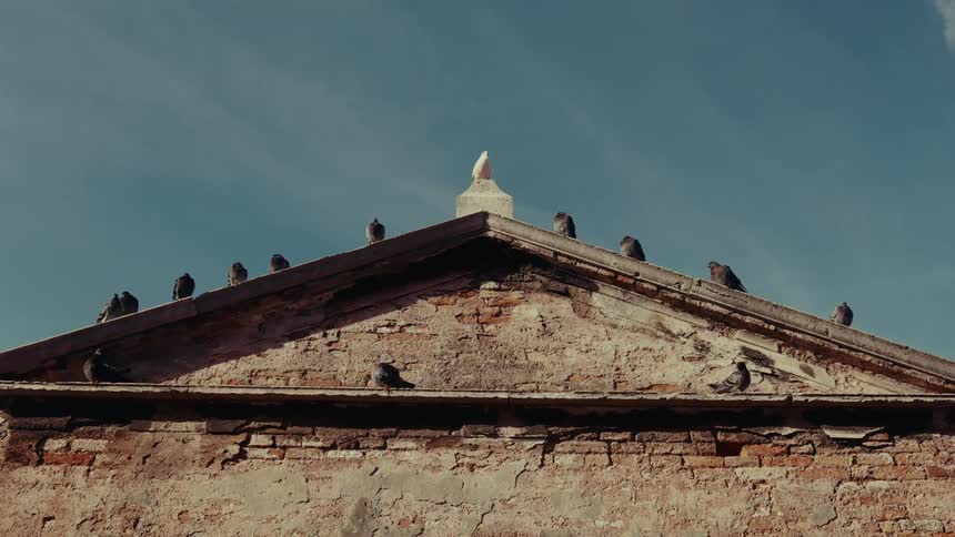 Pigeons perch on the sloped roof of an old brick building against a clear blue sky