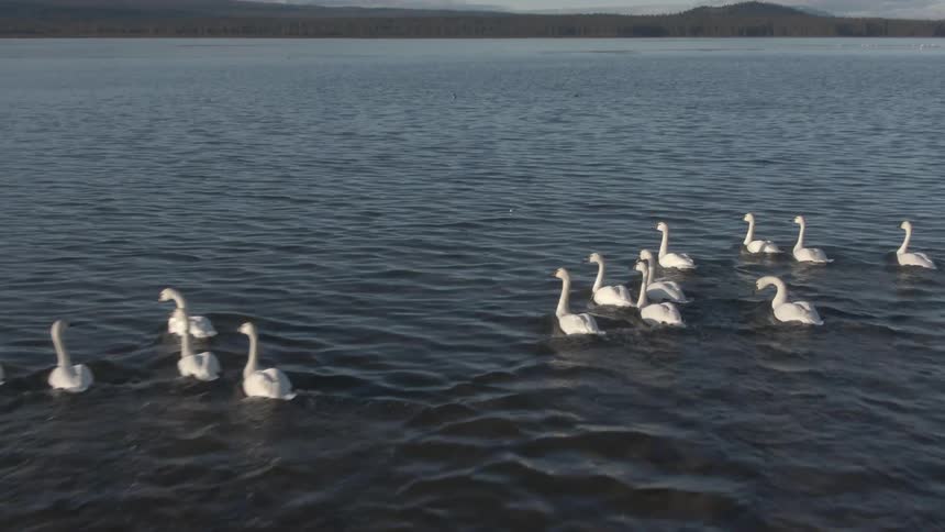 A flock of white swans glides across a calm lake beneath a clear sky and distant hills