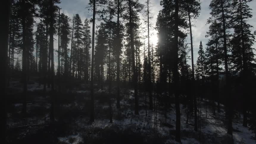 A forest of tall trees on snowy ground