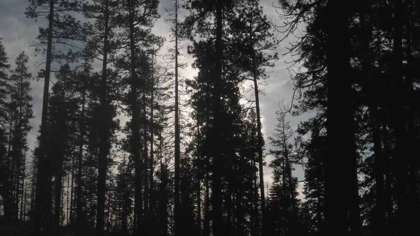 Tall pine trees rise in a dense forest as soft sunlight filters through the misty sky
