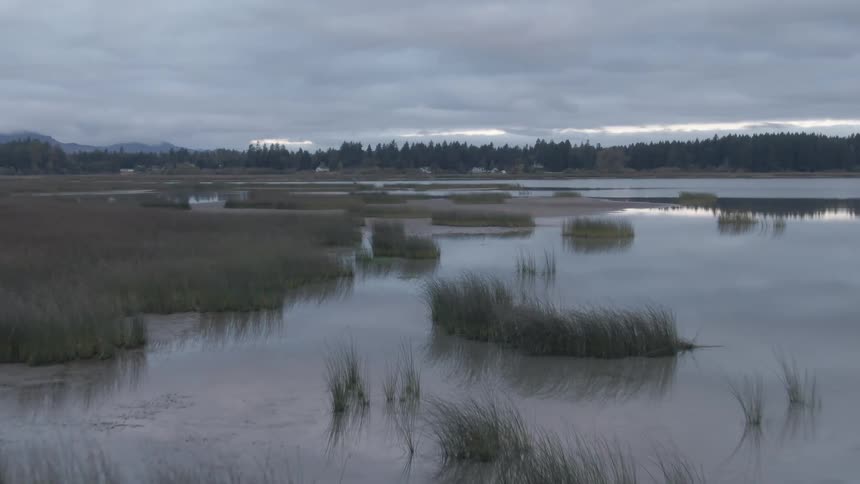 A calm marshland at dusk with scattered grasses and a distant tree line beneath a cloudy sky