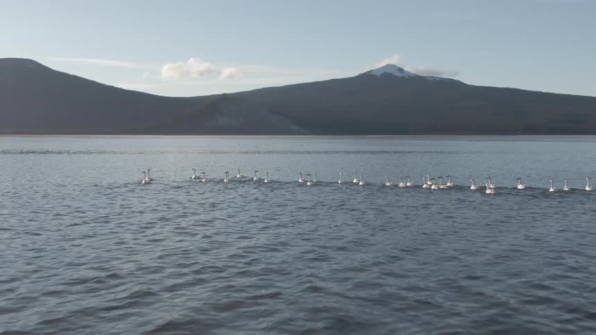 Many geese swimming in the sea