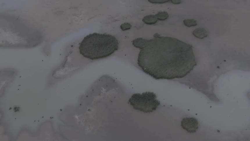 The marsh is green and full of water
