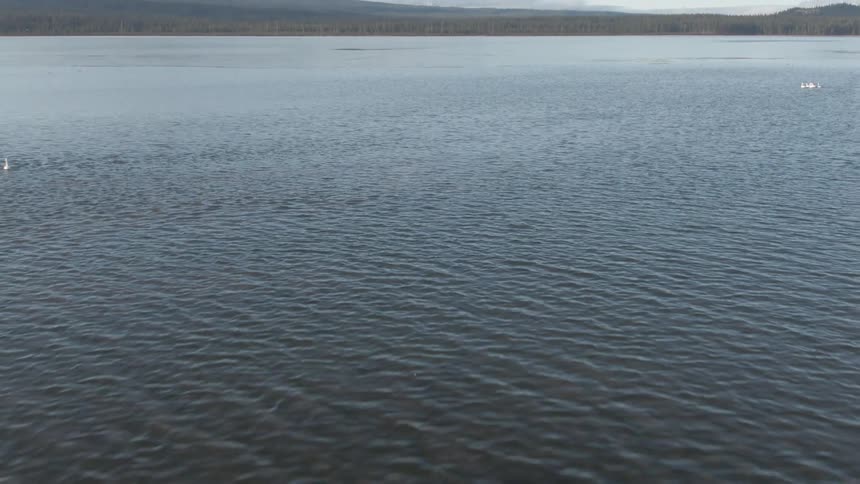 A vast lake with geese swimming peacefully across its surface