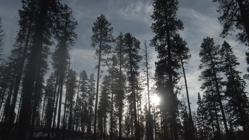 A fir forest under a sunny blue sky
