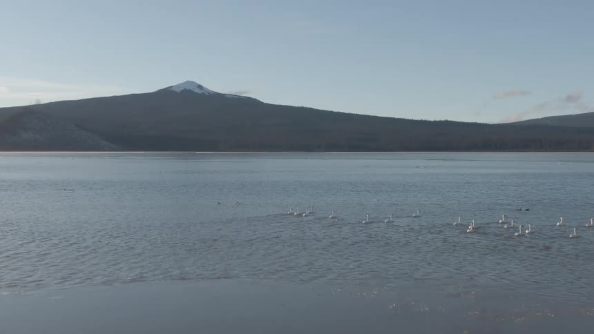 A large lake with many geese swimming on it and mountains in the background