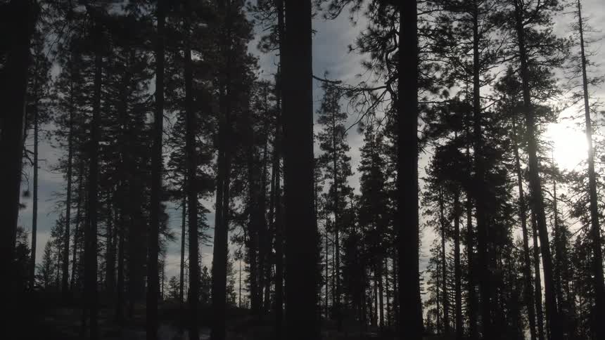 Sun light filtering through the trees in a forest as it rises in morning