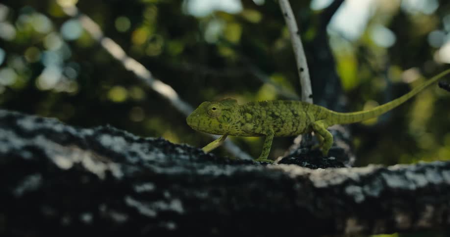 A chameleon walks slowly along a tree branch in a shaded forest environment