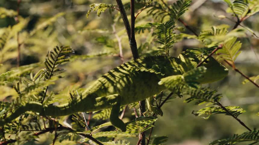 A wellcamouflaged chameleon blends into the surrounding foliage in a sunlit forest