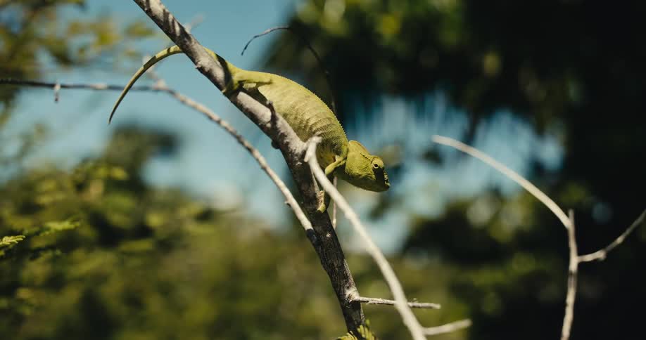 A green chameleon climbs along a sunlit branch in a tropical forest