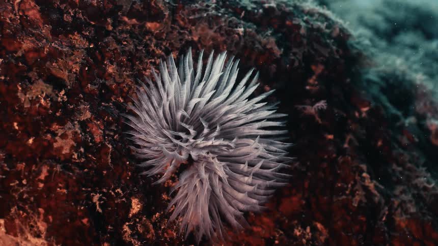 Gray marine invertebrate lies on the dark surface of a reef