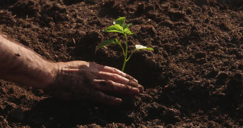 A pair of hands carefully presses dark rich soil around the base of a small green seedling being planted