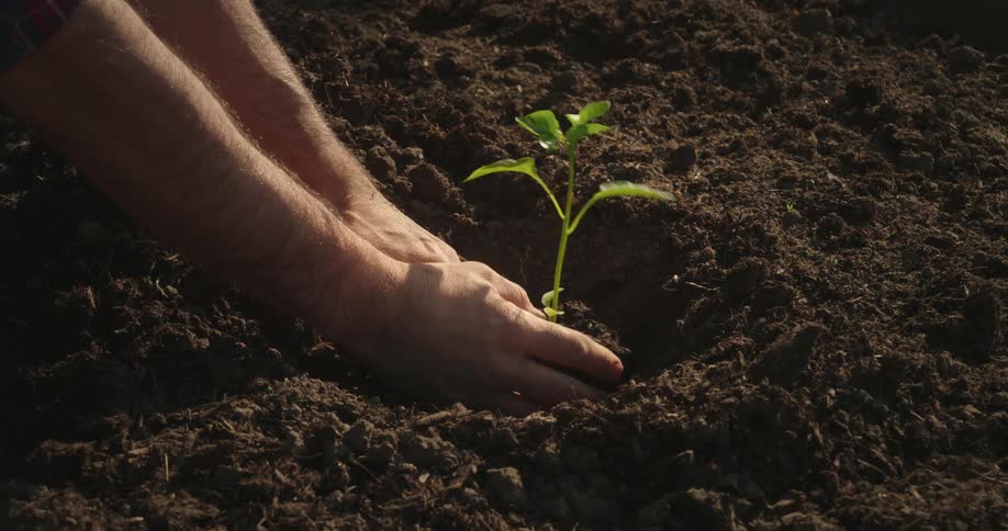 A man is planting a seedling in fertile soil