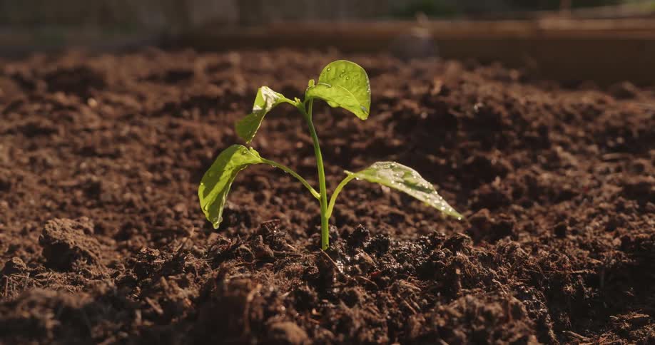 Water continuously drips onto a single plant with a few leaves planted in soil under the bright midday sun