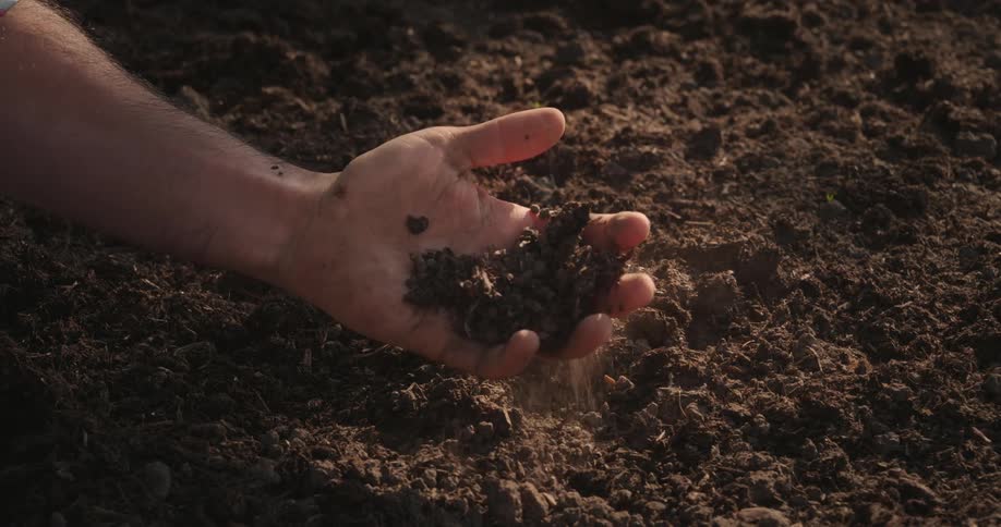 A mans hand gently scoops and feels the soil in a field examining its texture and condition under warm light