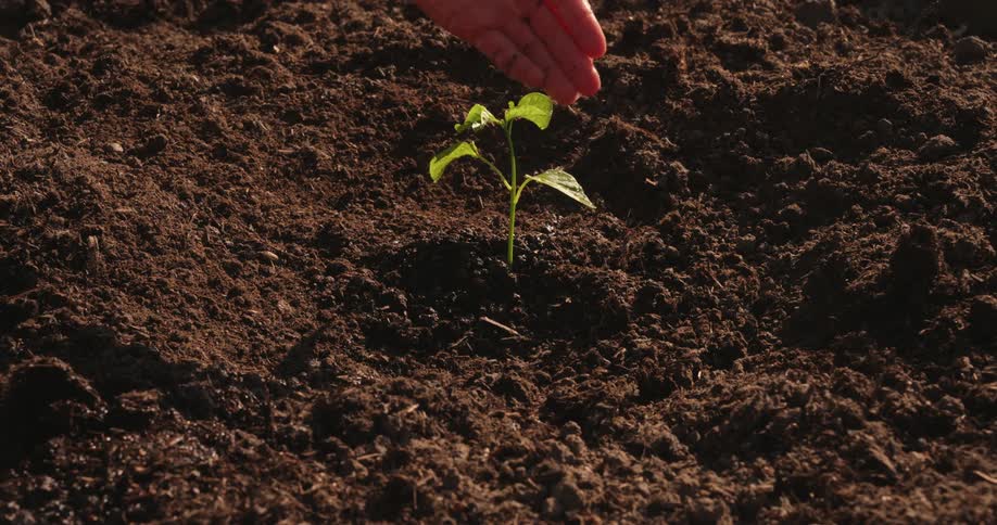 A man gently waters a young plant growing in rich soil using his hand showing care and connection to nature