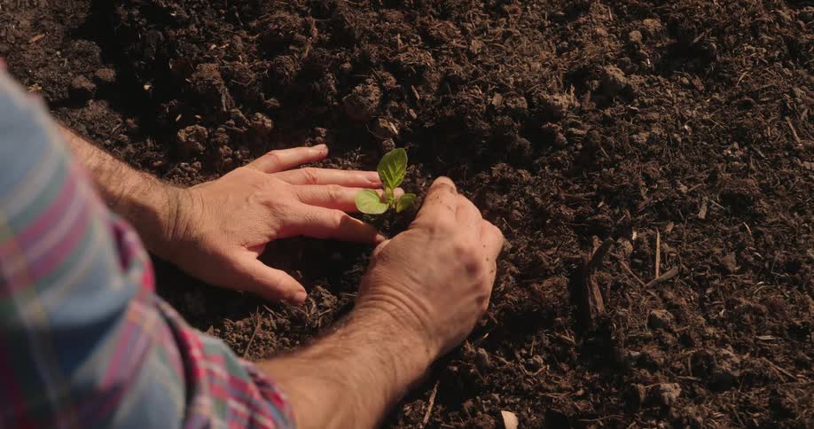 Hands gently position a small seedling into the dark earth