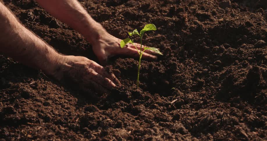 A persons hands gently plant a young seedling into freshly tilled soil symbolizing growth and nurturing