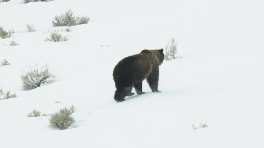 A large brown bear walks through a snowy landscape dotted with sparse vegetation