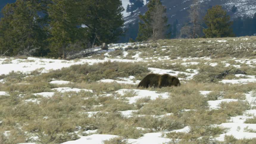 A brown bear walks across a snowcovered grass field in the woods at midday