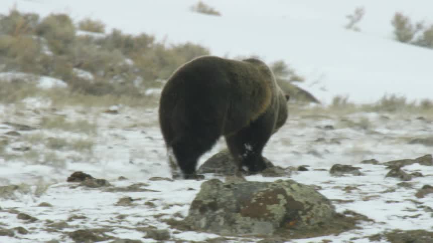 A grizzly bear briefly sniffs a lichencovered rock before continuing its walk across a snowy rocky landscape