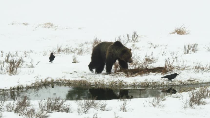 A bear lunges at a crow near a snowy riverbank in a winter wilderness setting